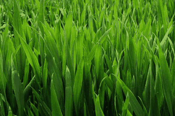 小麦田节节麦防治(小麦田里节节麦用什么除草剂)